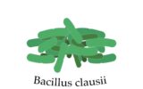 Bacillus Clausii Spores Suspension Uses In Hindi