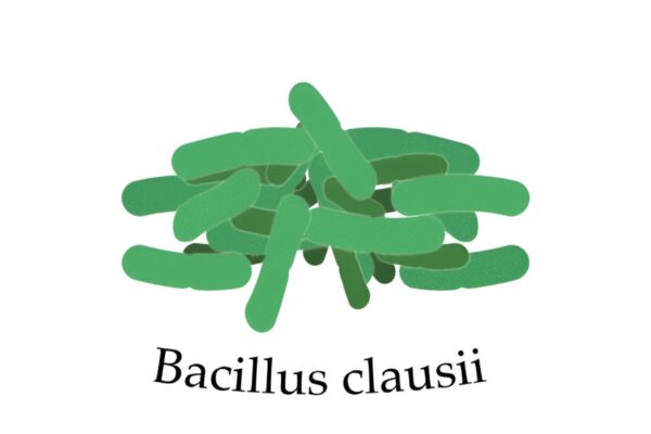 Bacillus Clausii Spores Suspension Uses In Hindi